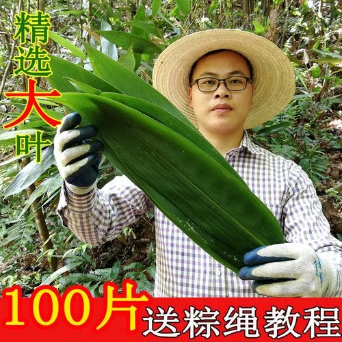 2026年新鲜粽叶包粽子专用粽叶特大号野生箬叶真空包装清香粽子叶
