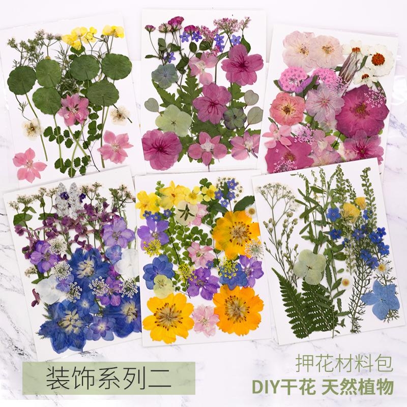 真树叶标本幼儿园手工压花干花