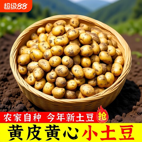 现挖恩施富硒小土豆高山