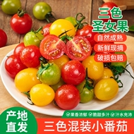 三色小番茄新鲜超甜圣女果现摘现发千禧果应季水果蔬菜小番茄整箱