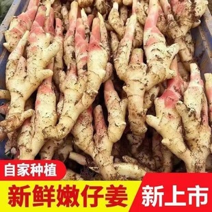 嫩姜新鲜大仔姜子姜山东红芽生姜四川指头姜非云南小黄姜老醋鲜姜