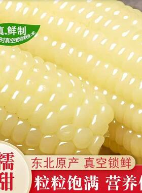东北白糯玉米黑龙江粘玉米真空包装加热即食减脂甜玉米早餐真空装