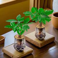 水培植物绿萝发财树2盆