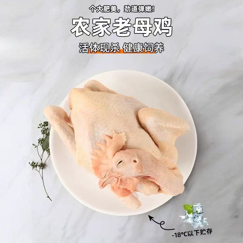 散养500天老母鸡土鸡农家散养走地鸡新鲜整只黄油老母鸡冷链发货