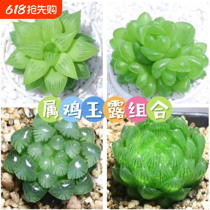 属鸡玉露植物组合十二卷玉露多肉植物盆栽姬玉露琥珀水晶