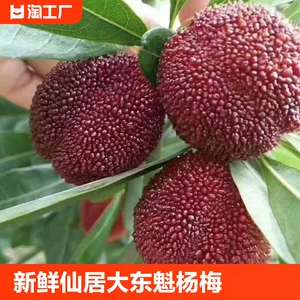 正宗仙居东魁大杨梅新鲜堪比乒乓球国贡每颗35-50g当日现摘直发