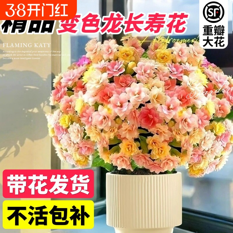长寿花盆栽带花苞四季开花重瓣大花花苗变色龙室内好养花卉绿植物