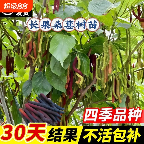 桑葚树苗盆栽白长果桑椹叶蓝莓树南北方四季树莓苗水果树果苗大全