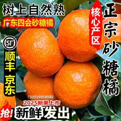 真广东四会沙糖桔砂糖橘正宗甜桔子德庆当季新鲜水果阳光果园