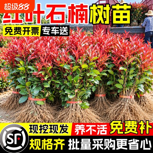 红叶石楠树苗球四季常青庭院花园室外耐寒工程绿化篱笆苗木绿植物