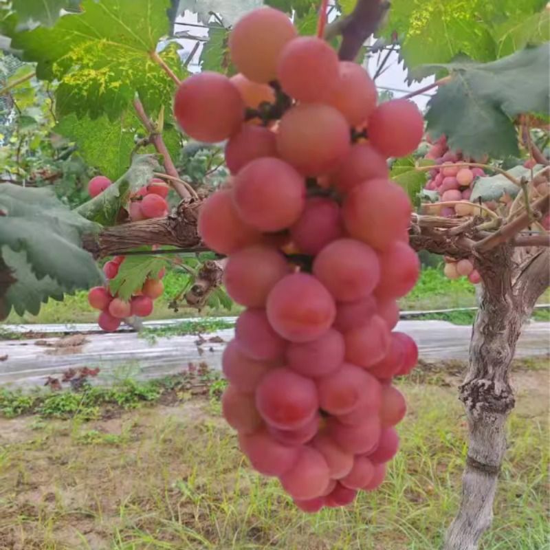 快递到家--妮娜皇后无籽红提酒香提子颗粒装