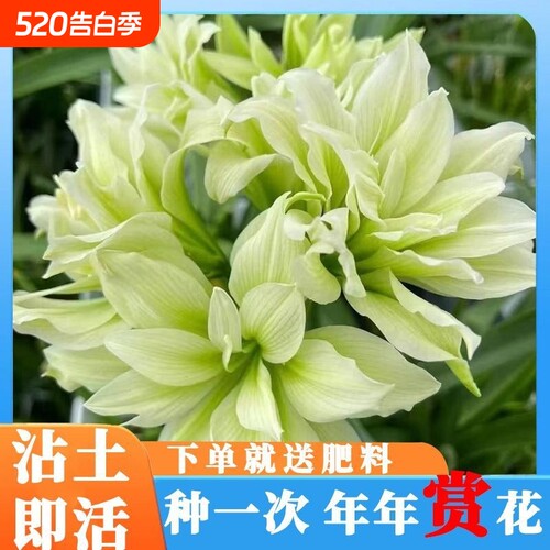 重瓣朱顶红大花开花阳台庭院耐寒盆栽耐阴客厅多年生童话双绿土培