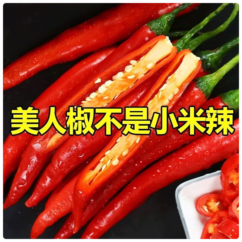 新鲜美人椒剁椒酱原料辣微甜山东产地直发包邮炒肉泡椒青椒自种