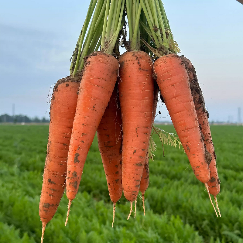 新鲜胡萝卜沙土地农家自种新鲜蔬菜现挖现发生吃脆甜红萝卜维生素