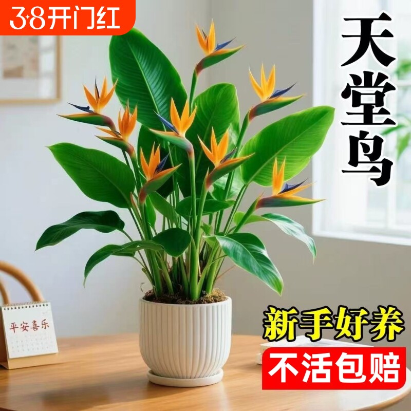 天堂鸟盆栽室内客厅大型绿植高级感落地大叶植物花卉鹤望兰水培