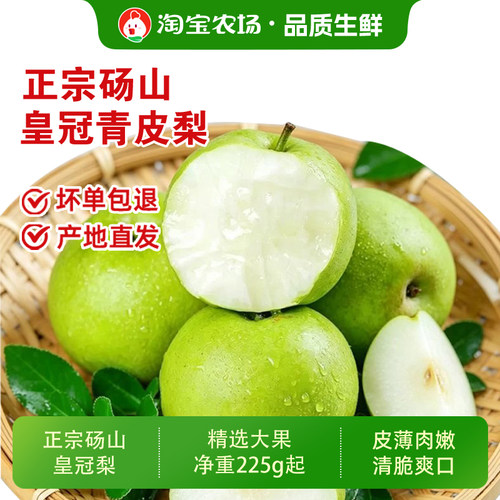 正宗砀山梨2026年现摘青皮梨包邮