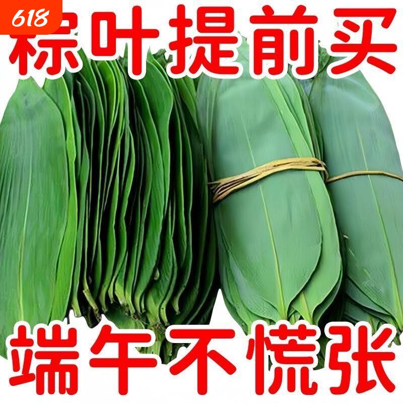 棕叶新鲜大号新叶包粽子专用叶子端午节商用棕子特大号现摘箬竹叶