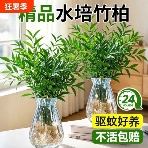 大颗驱蚊竹柏竹子水培植物