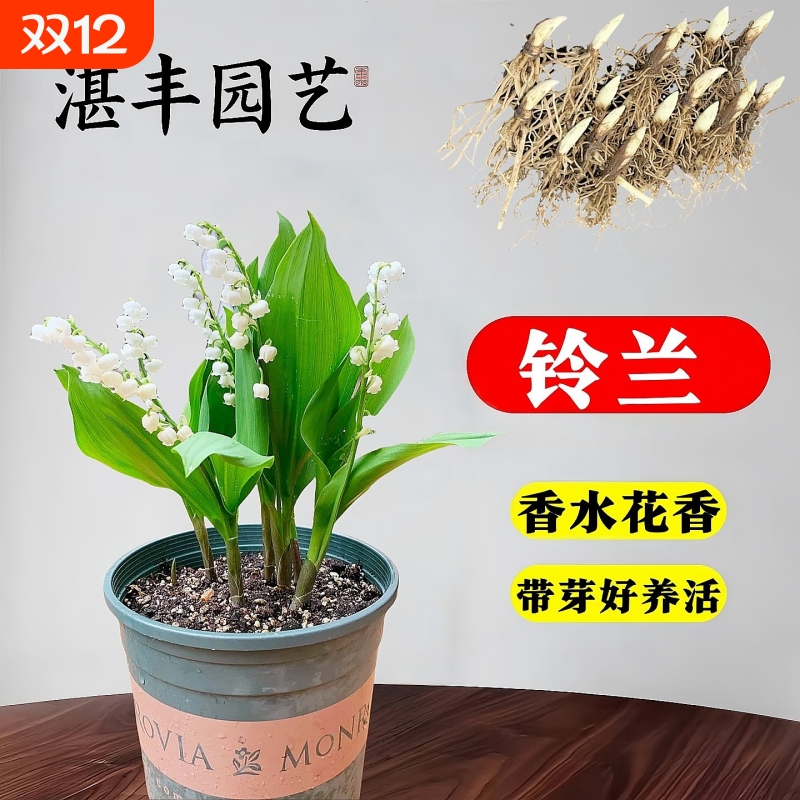 铃兰花苗种球带芽根盆栽植