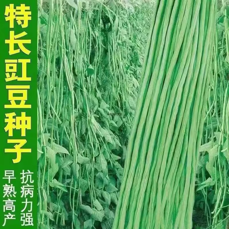高产豆角种子秋缸豆籽四季豆耐热摘不败蔬菜种子芸豆豆种长豆九粒