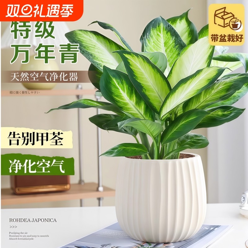 特级万年青盆栽室内绿植办公室内桌面净化空气好养活植物四季常青