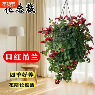 吊兰绿植口红吊兰盆栽耐寒不怕冻的植物吸净化空气花卉室内阳台垂