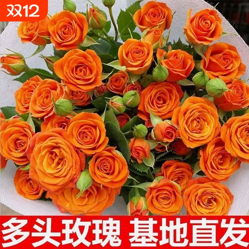 橙色芭比多头小玫瑰鲜花插瓶