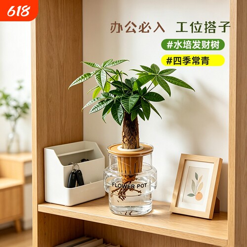发财树盆栽植物室内花卉盆栽绿植金钱树绿萝吸有害净化空气绿植