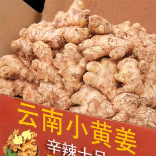 新鲜农家小黄姜老姜生姜新鲜黄姜土姜云南子姜嫩姜鲜姜嫩姜力荐