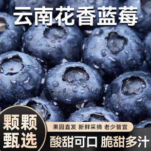 云南高山蓝莓鲜果当季新鲜正宗花香蓝莓果王现摘水果顺丰包邮现货