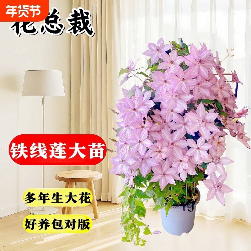 铁线莲大苗带花苞乌托邦盆栽爬藤植物耐寒绿植花卉银币阳台好养活