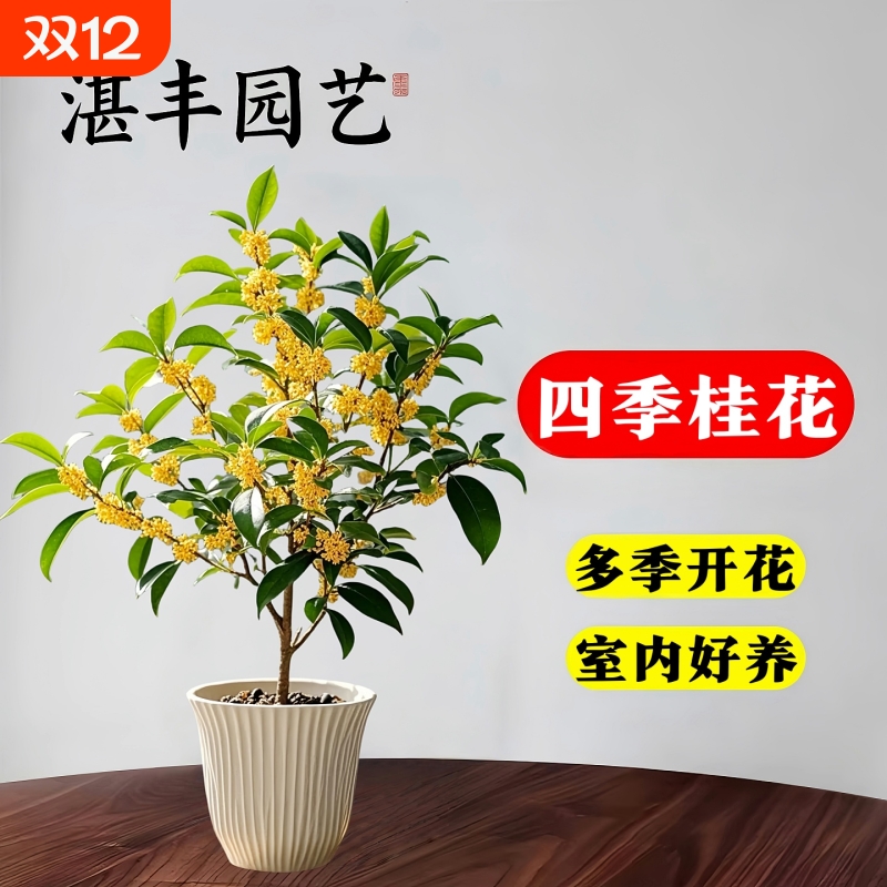 四季桂花盆栽树苗丹金桂浓香型