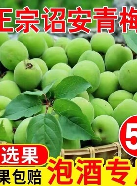 青梅鲜果新鲜青梅酸梅子泡青梅酒酵素果醋正宗云南高山现摘水果梅