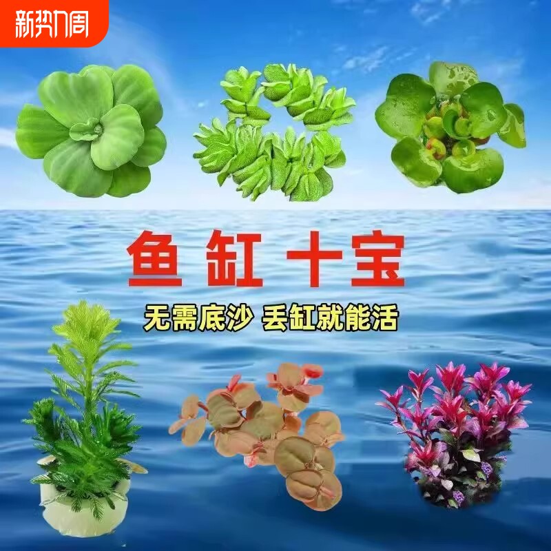 鱼缸浮萍水草养鱼生态缸淡水草水培植物造景摆件定植海缸沉底套餐