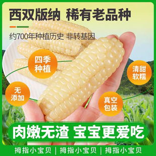 26年版纳拇指玉米5斤新鲜傣家甜香糯迷你儿童小玉米即食早餐代餐