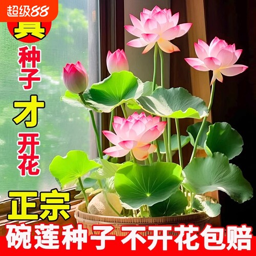 盆栽碗莲种子四季好养活水培