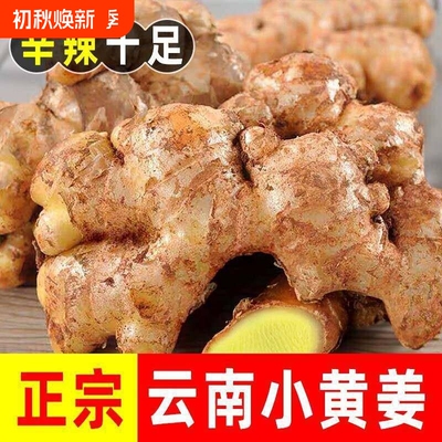 正宗云南小黄姜生姜高山现挖农家新鲜月子姜嫩姜