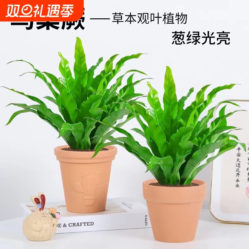鸟巢蕨盆栽蕨类室内观叶绿植花卉客厅桌面植物四季办公桌庭院卧室