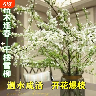 水培雪柳干枝支鲜枝高级水养插花植物鲜花卉室内盆栽绿植龙柳好活