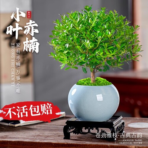 小叶赤楠盆景老桩文竹盆栽发财树室内桌面绿植物花卉金丝楠木客厅
