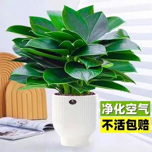 金钻盆栽水培大叶绿公主植物室内绿植桌面天堂鸟好养绿萝吸除甲醛