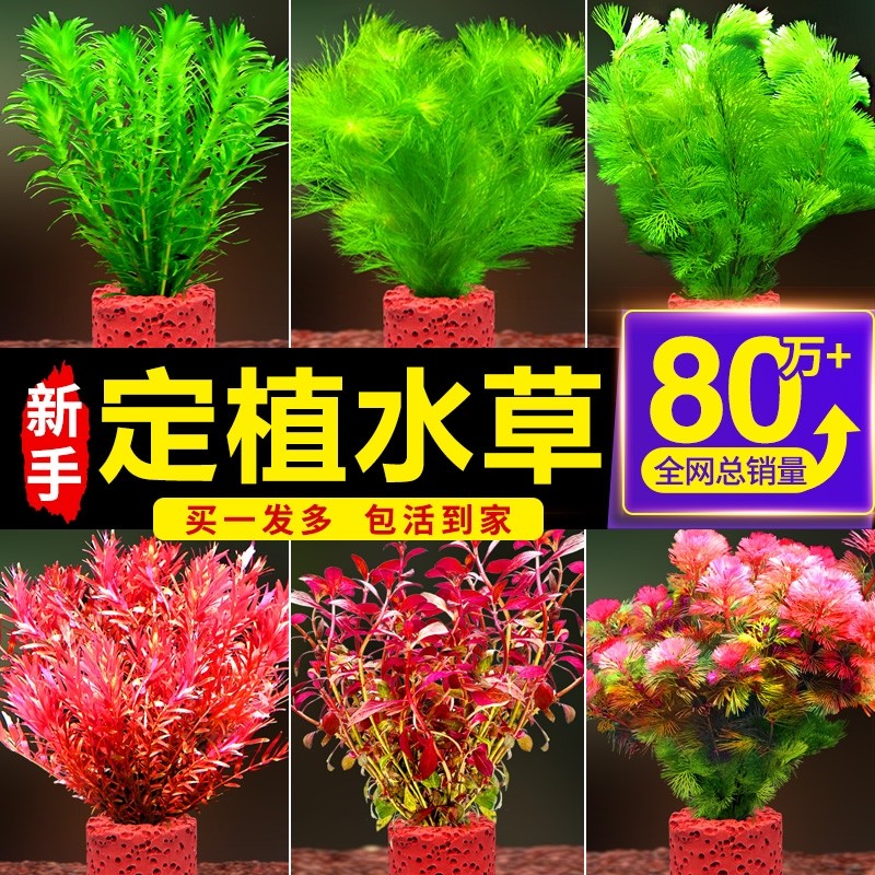 鱼缸水草植物造景专用阴性火山石真草蜈蚣草增氧净化水质养鱼套餐