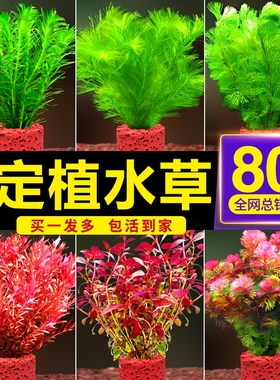 鱼缸水草植物造景专用阴性火山石真草蜈蚣草增氧净化水质养鱼套餐