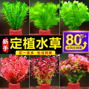 鱼缸水草植物造景专用阴性火山石真草蜈蚣草增氧净化水质养鱼套餐