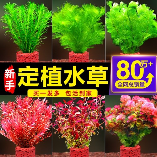 水草植物鱼缸造景专用绿菊套餐