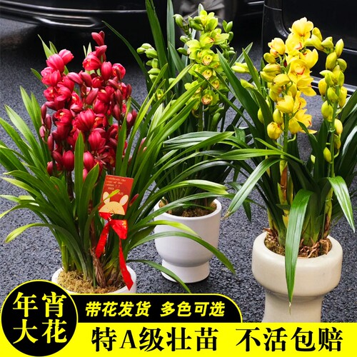 带花苞精品年宵花大花蕙兰多色可选喜庆盆栽花卉送礼绿植好养浓香