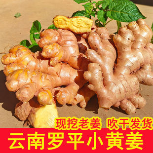正宗云南曲靖小黄姜罗平本地生姜小黄老姜月子姜特级新鲜老姜