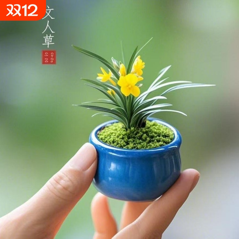 迷你文人草麦冬盆栽盆景驱蚊室内绿植花卉桌面办公室好养植物四季