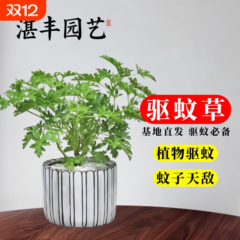 驱蚊草盆栽植物室外室内绿植