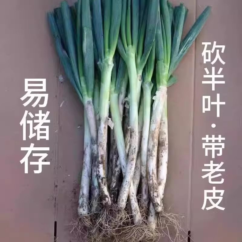 四季大葱山东铁杆大葱农家大葱蔬菜,水产肉类/新鲜蔬果/熟食,葱类,淘宝优惠券,粉丝福利购,淘宝优惠卷